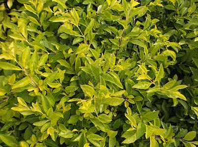 绿色植物 在绿带植物树木树叶绿化带背景图片