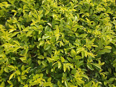 绿色植物 在绿带树叶树木绿化带植物背景图片