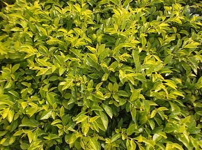 绿色植物 在绿带绿化带树木树叶植物背景图片