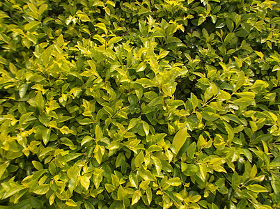 绿色植物 在绿带绿化带植物树木树叶背景图片