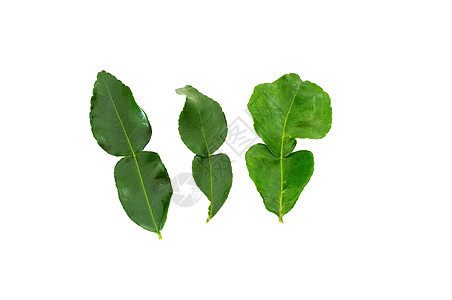 新鲜茶叶灰叶香气植物沙拉收成草本植物烹饪蔬菜叶子温泉小路图片