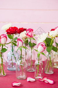 粉红色上的新玫瑰展示礼物情人鲜花水平瓶子生日恋爱红色玫瑰花瓣图片