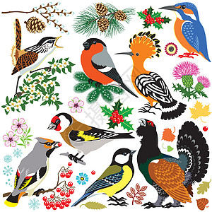 一组鸟鸟荒野森林翠鸟山雀动物群沼泽动物图片