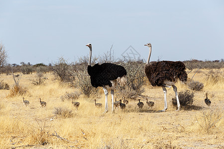 Ostrich家养鸡的家庭 纳米比亚动物学国家动物环境脖子旅行冒险公园鸟类男性图片