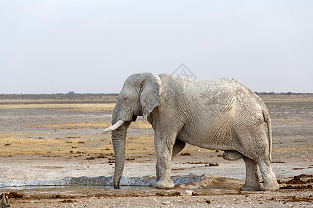 伊托沙白非洲大象荒野獠牙水坑象牙国家食草动物灰尘哺乳动物老人图片