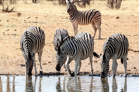非洲丛林中的斑马国家条纹安全荒野关爱摄影野生动物动物大草原草原图片