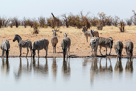 非洲丛林中的斑马后代荒野母亲野生动物安全哺乳动物关爱摄影国家公园背景图片