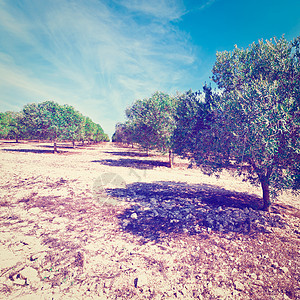 橄榄绿树林危险蓝色农田牧场顶峰山峰生态农村草地植物图片