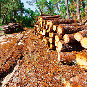 森林木材正方形造林材料资源记录器灰尘生态日志树干图片