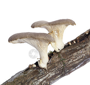 多聚硅化物蘑菇植物宏观棕色图片