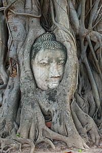 木根的佛祖头 马哈特河 阿尤塔亚上帝精神古董建筑传统崇拜佛教徒雕像旅行地标图片
