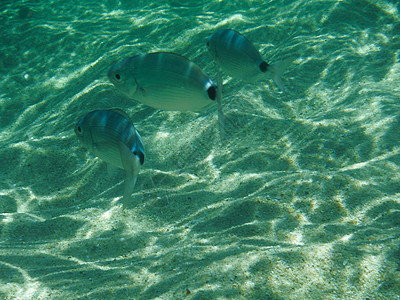 撒丁水下生物生物潜水海草阳光海洋海藻植物杂草热带浮游图片