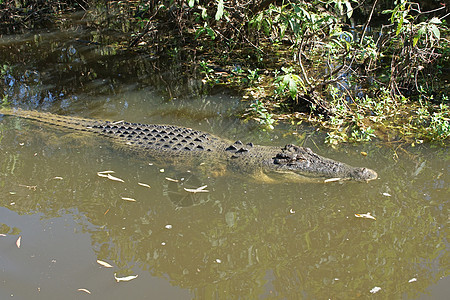 澳大利亚 Crocodile动物群捕食者旅游景点鳄鱼动物爬虫野生动物旅行图片