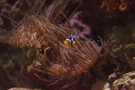 小丑鱼 安菲普罗尼纳小丑世界野生动物场景两栖辉煌动物海葵摄影亮度图片