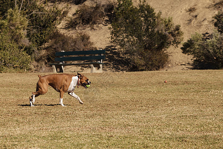 拳击混合狗玩具游戏动物活动宠物速度跑步行动微笑竞赛图片