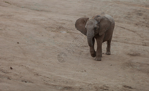 大象 非洲洛克索多安衬套睡眠小牛母亲荒野日落场景食草马赛日出图片