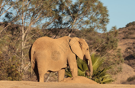 大象 非洲洛克索多安大草原衬套荒野动物睡眠日出女性马赛婴儿食草图片