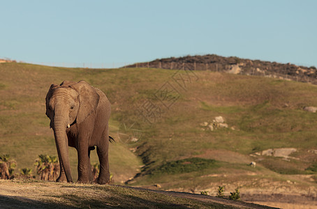 大象 非洲洛克索多安日出国家衬套小牛马赛野生动物女性睡眠日落食草图片