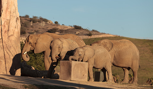 大象 非洲洛克索多安家庭日出大草原马赛动物母亲哺乳动物日落婴儿荒野图片