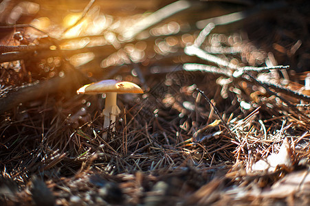浅 Dof 带浅度动物的森林蘑菇菌类植物背景荒野叶子季节饮食苔藓木头食物图片