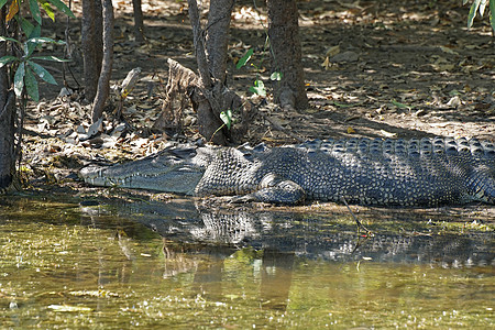 澳大利亚 Crocodile爬虫鳄鱼动物群景点野生动物动物捕食者旅行旅游图片