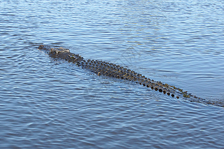 澳大利亚 Crocodile动物群旅行鳄鱼动物捕食者景点野生动物旅游爬虫图片