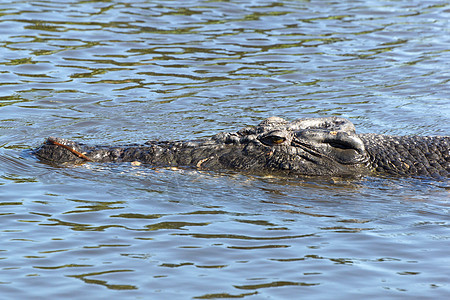 澳大利亚 Crocodile旅游野生动物动物群爬虫景点捕食者鳄鱼动物旅行图片