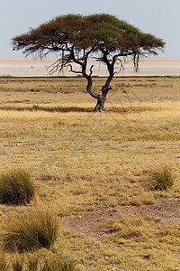 非洲开阔的热带草原平原中的大阿卡西亚树晴天蓝色地平线荒野风景大草原植物群沙漠旅行环境图片