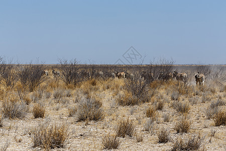 非洲丛林中斑马的牛群摄影哺乳动物安全草原大草原动物条纹野生动物母亲公园图片