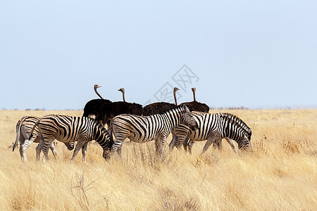 非洲灌木中Zebra和Ostrich的牧群图片