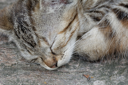 睡觉的小猫宠物婴儿动物猫科动物哺乳动物白色黑色头发猫咪图片