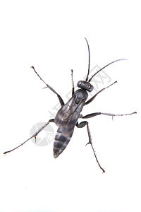 白色背景上的黑昆虫动物眼睛工作室蟋蟀宏观天线害虫黑色野生动物图片
