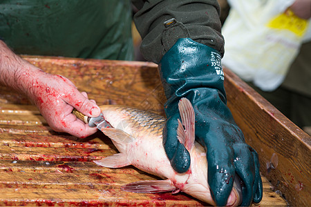 口齿鲤鱼木板旅行内脏男人钓鱼盘子动物食物图片