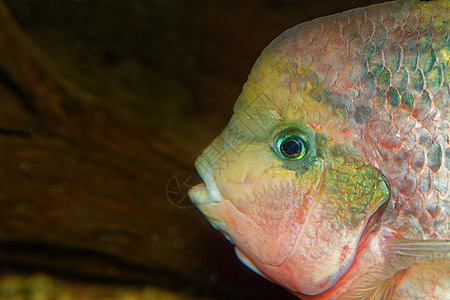 维雅鱼的肖像蓝色动物水族馆橙子生活宠物环境热带动物园金子图片