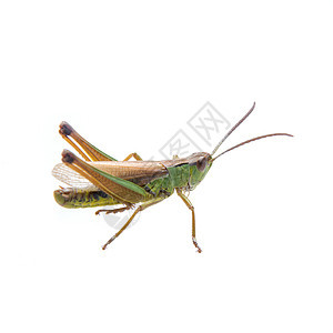 白色背景的绿色棕色蝗虫蚱蜢野生动物宏观昆虫荒野漏洞刺槐蟋蟀天线动物图片