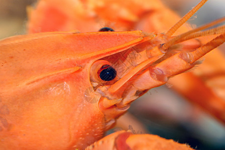 橙色龙虾详情图片