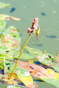 绿色蜘蛛坐在池塘中的花朵上图片