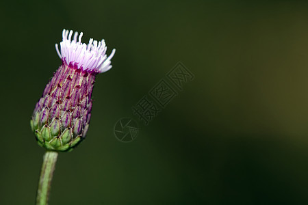 粉花花植物学叶子粉色花瓣植物白色图片