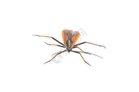 白色背景上的棕色错误昆虫翅膀甲虫家庭红色天线叶子宏观野生动物喇叭图片
