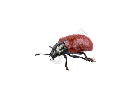 白色背景上的红色黑白错误翅膀甲虫宏观家庭叶子天线喇叭野生动物昆虫图片