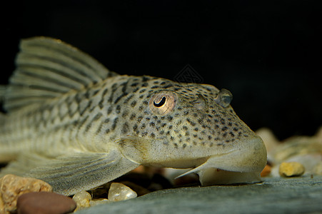 猪嘴鱼鲶鱼清洁工热带水族馆淡水笨蛋藻类图片