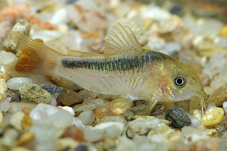 科里多拉斯鱼卵石爱好宠物游泳绿色热带水族馆清道夫鲶鱼棕色图片