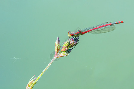 红飞在青草的绿刃上叶子花园昆虫翅膀蜻蜓绿色树叶身体荒野红色图片