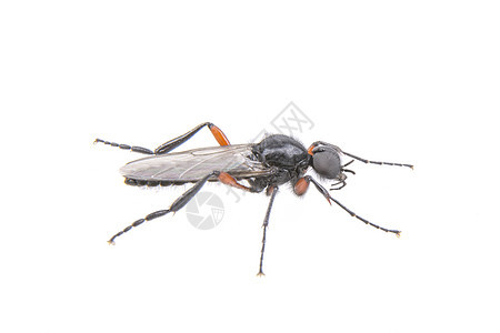 长脚飞翔在白色背景上苍蝇红色宏观荒野黑色野生动物害虫工作室动物蓝色图片