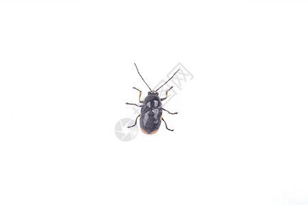 白色背景上的黑色错误鞘翅目宏观触角漏洞天线动物棕色昆虫臭虫地面图片