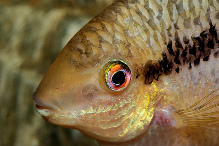 Cichlid鱼的肖像动物水族馆黄色爱好绿色科鱼棕色淡水图片