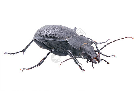 白色背景上的黑色错误动物棕色甲虫触角宏观捕食者地面昆虫鞘翅目天线图片