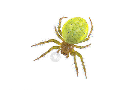 白色背景的绿蜘蛛绿色蜘蛛野生动物动物群宏观动物螃蟹漏洞背部照片昆虫图片
