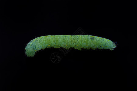 黑色背景的绿色毛毛虫农业漏洞转型昆虫宏观幼虫食物蝴蝶动物害虫图片