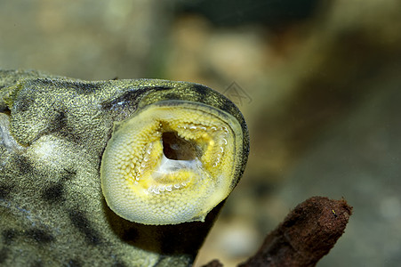 吸嘴鱼的肖像笨蛋热带清洁工水族馆淡水鲶鱼图片